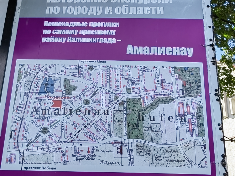Амелия калининград
