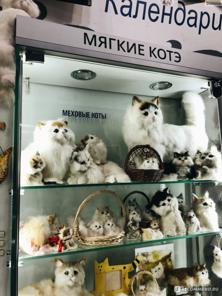 Город котиков в калининграде