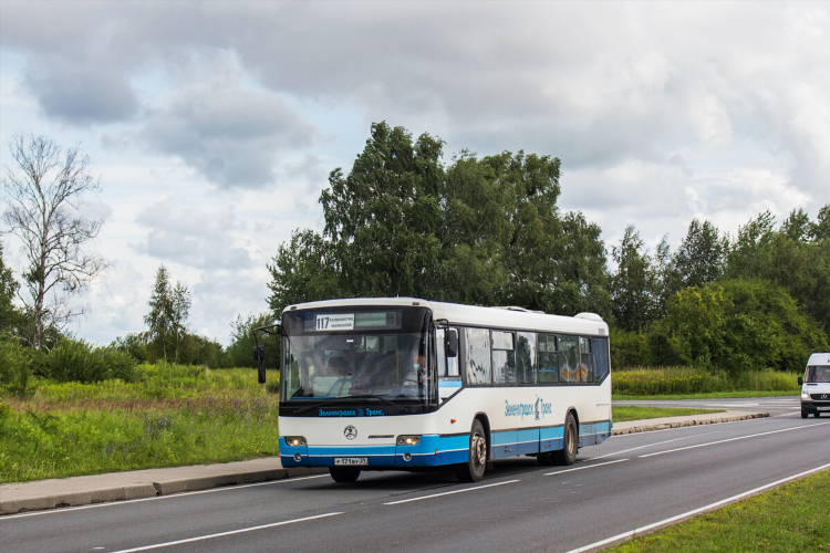 Калининград светлый расписание автобусов