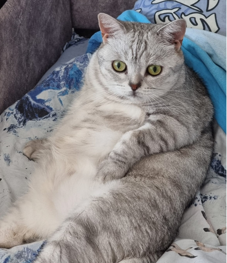 Кошки калининград