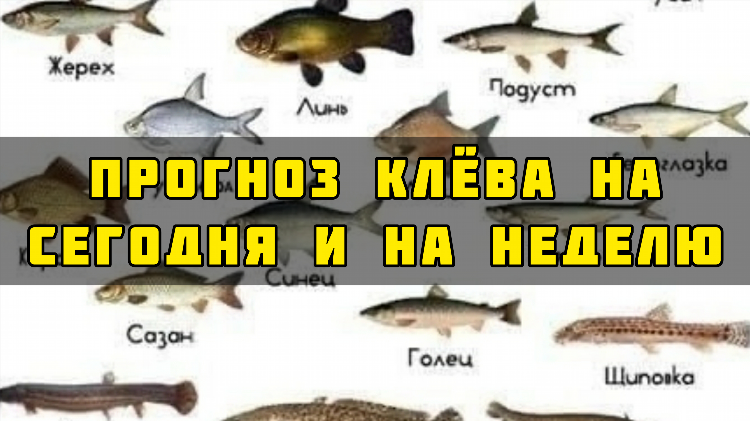 Прогноз клева на неделю в калининграде