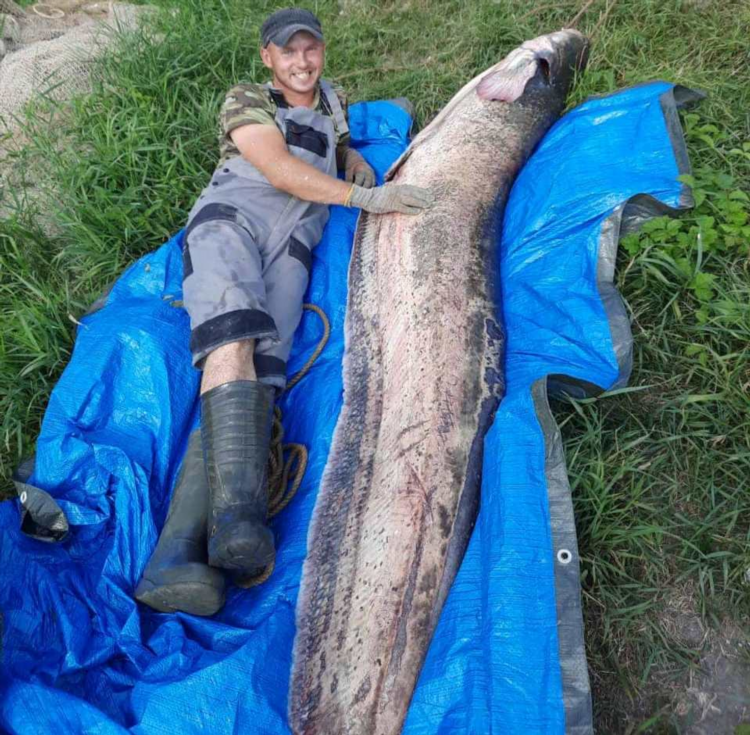 Рыба сом калининград