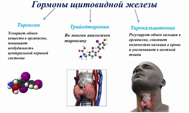 Сдать анализы на гормоны в калининграде