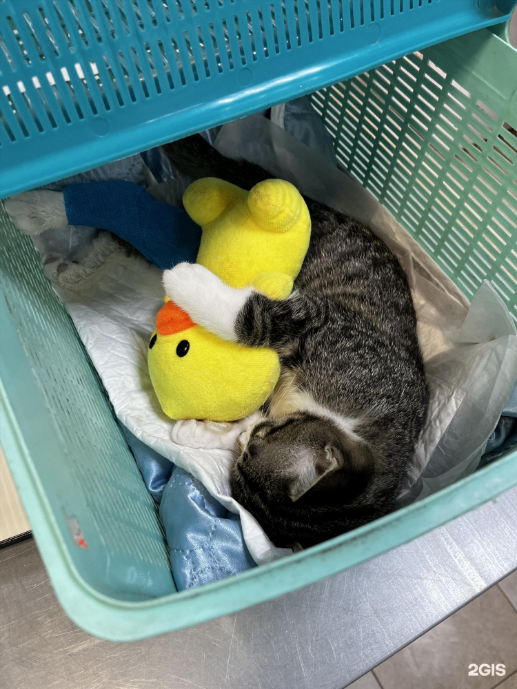Сколько стоит кастрация кота в калининграде