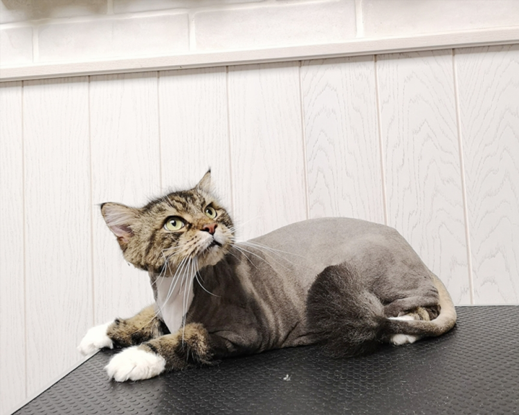 Стрижка кота калининград