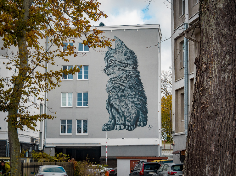 Улица кошек в калининграде